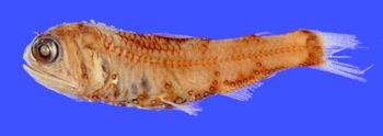 Media type: image; Ichthyology 43121